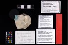 NHMW-GEO-2007z0149-0405_Ol_01.tifVibrissalana jurassica (Robins & Klompmaker, 2019)  (NHMW-GEO-2007z0149-0405)